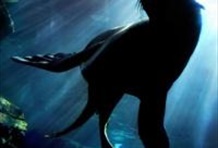 Aquarium of the Pacific with 4-D Movie